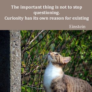 Curiosity1