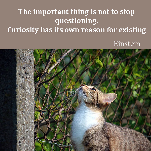 Curiosity is the lust of the mind - Pam Warren