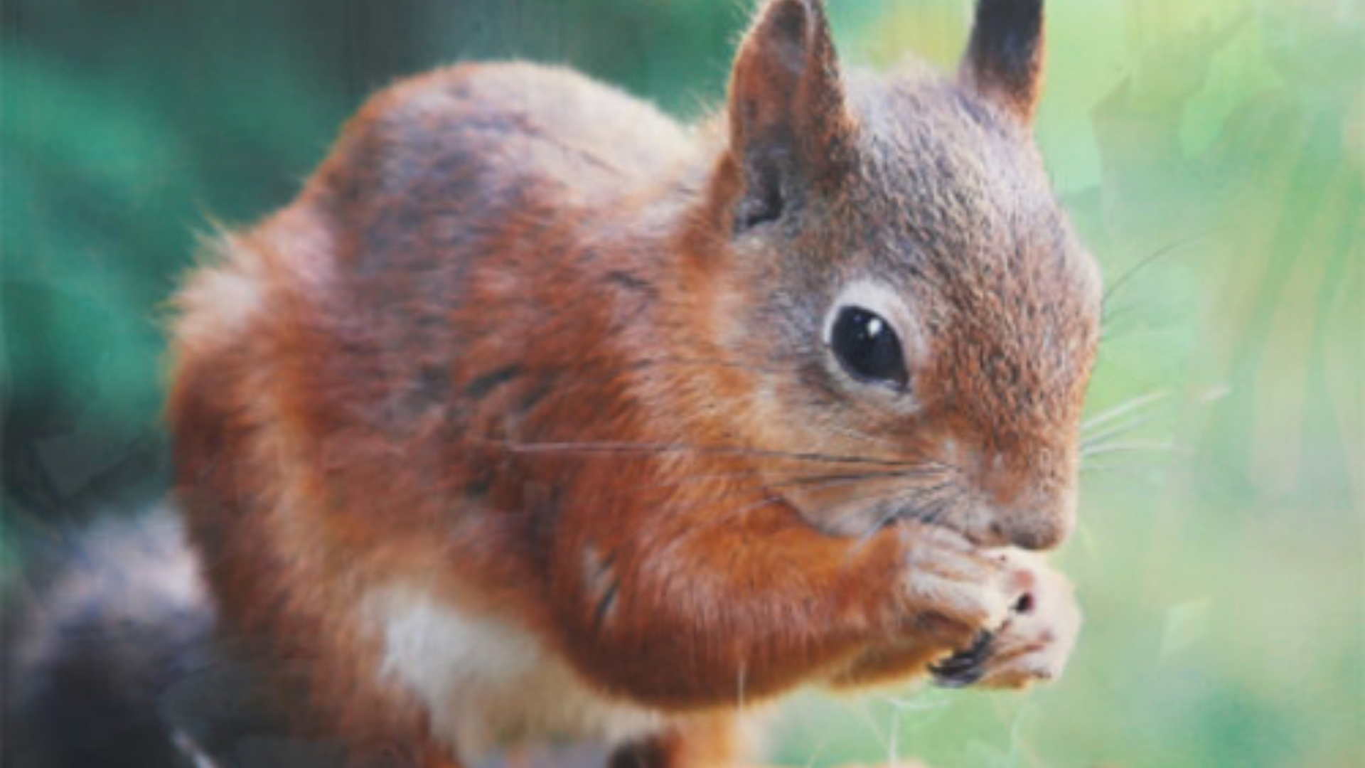 A frequent visitor to my new garden