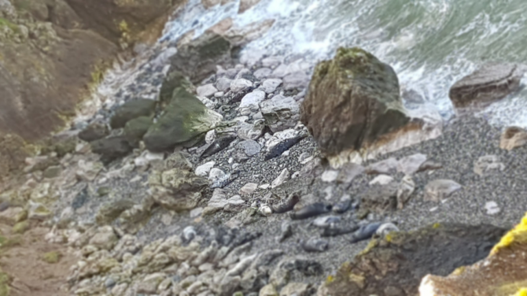 Spot the seals at Little Orme