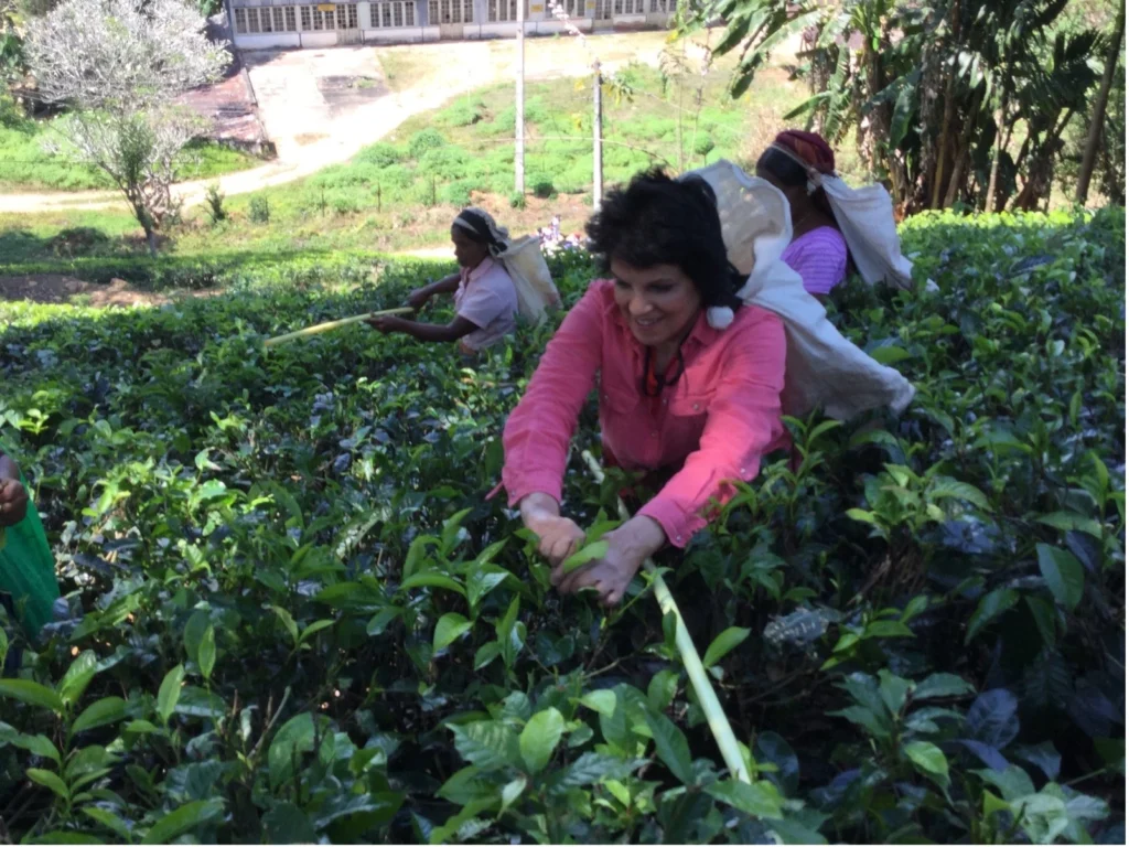 the weather outside might be frightful tea picking