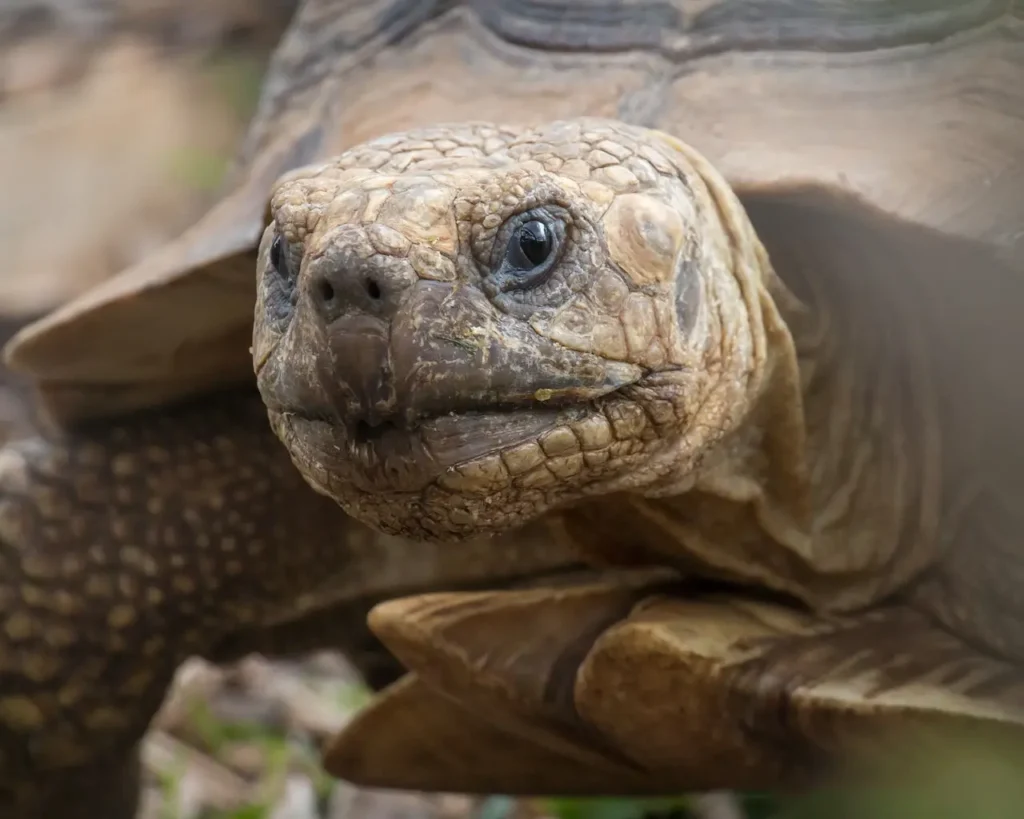 tortoise